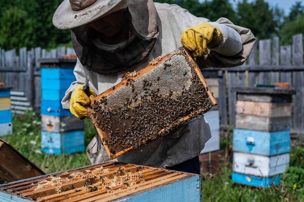 Quelles actions concrètes pour protéger les abeilles en milieu périurbain ?